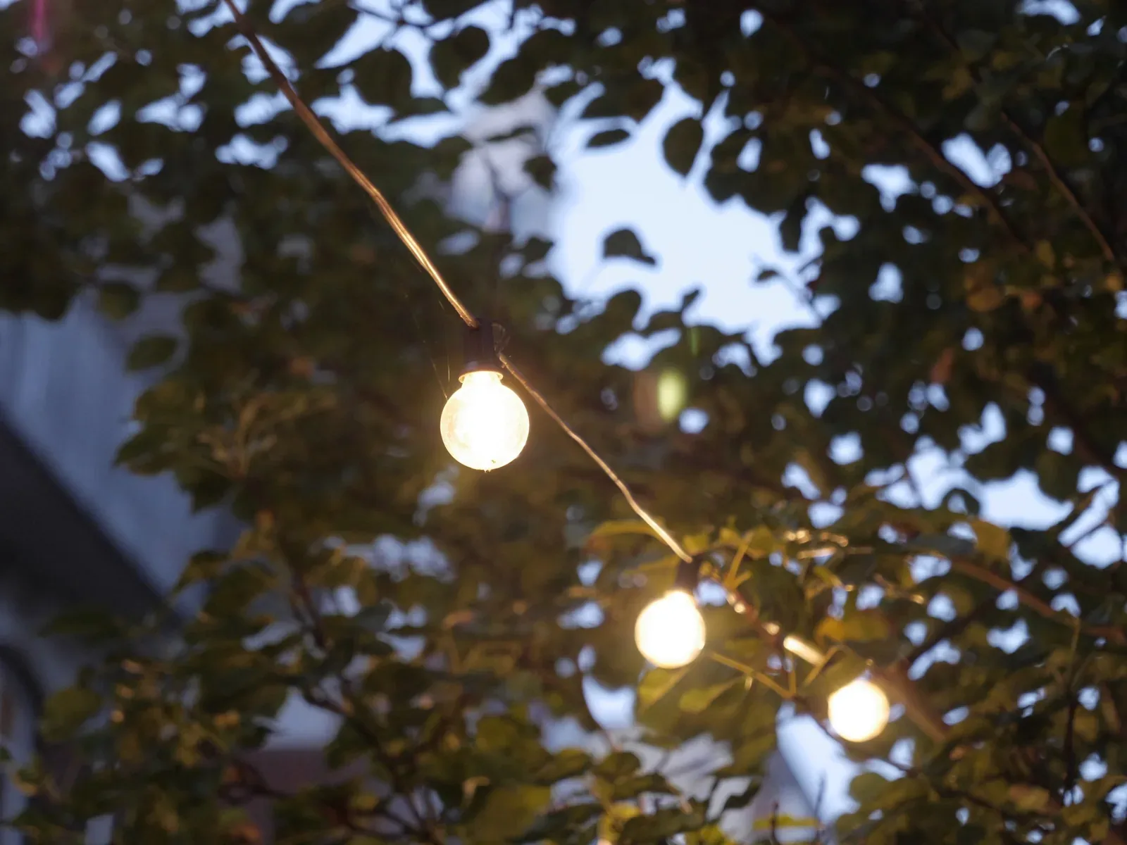 Warm leuchtende Lichterkette zwischen grünen Blättern in der Abenddämmerung.